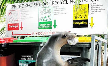 Cindy the seal demonstrates recycling to Pet Porpoise Pool visitors. Cindy the seal demonstrates recycling to Pet Porpoise Pool visitors.